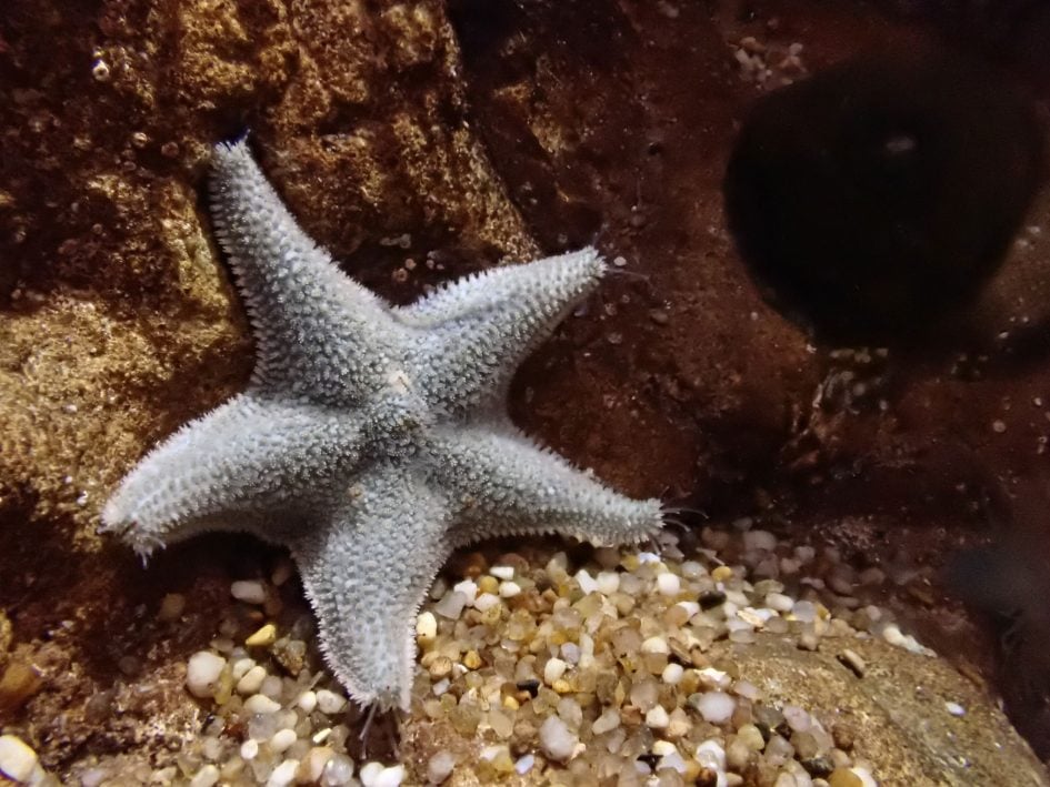 Olympus-tough-tg6-stacked-starfish