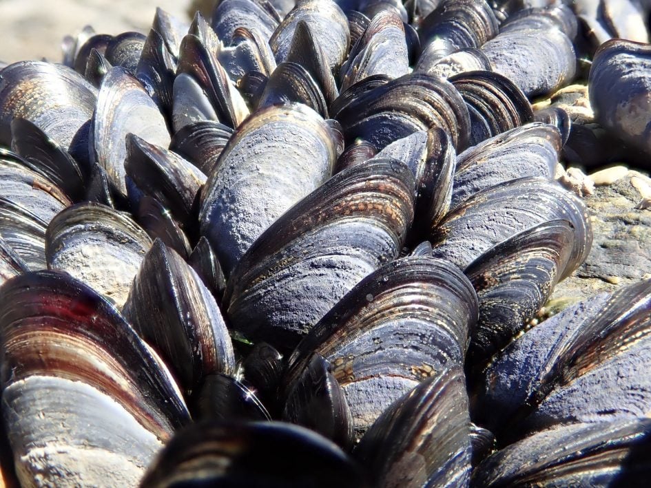 tough_tg5_mussels_stacked_1890px