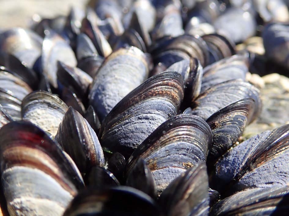 tough_tg5_mussels_unstacked_1890px